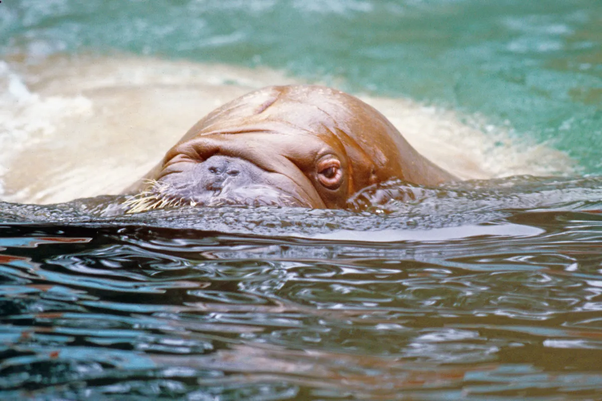 The eyes and forhead of a walrus are barely visible above the waterline.