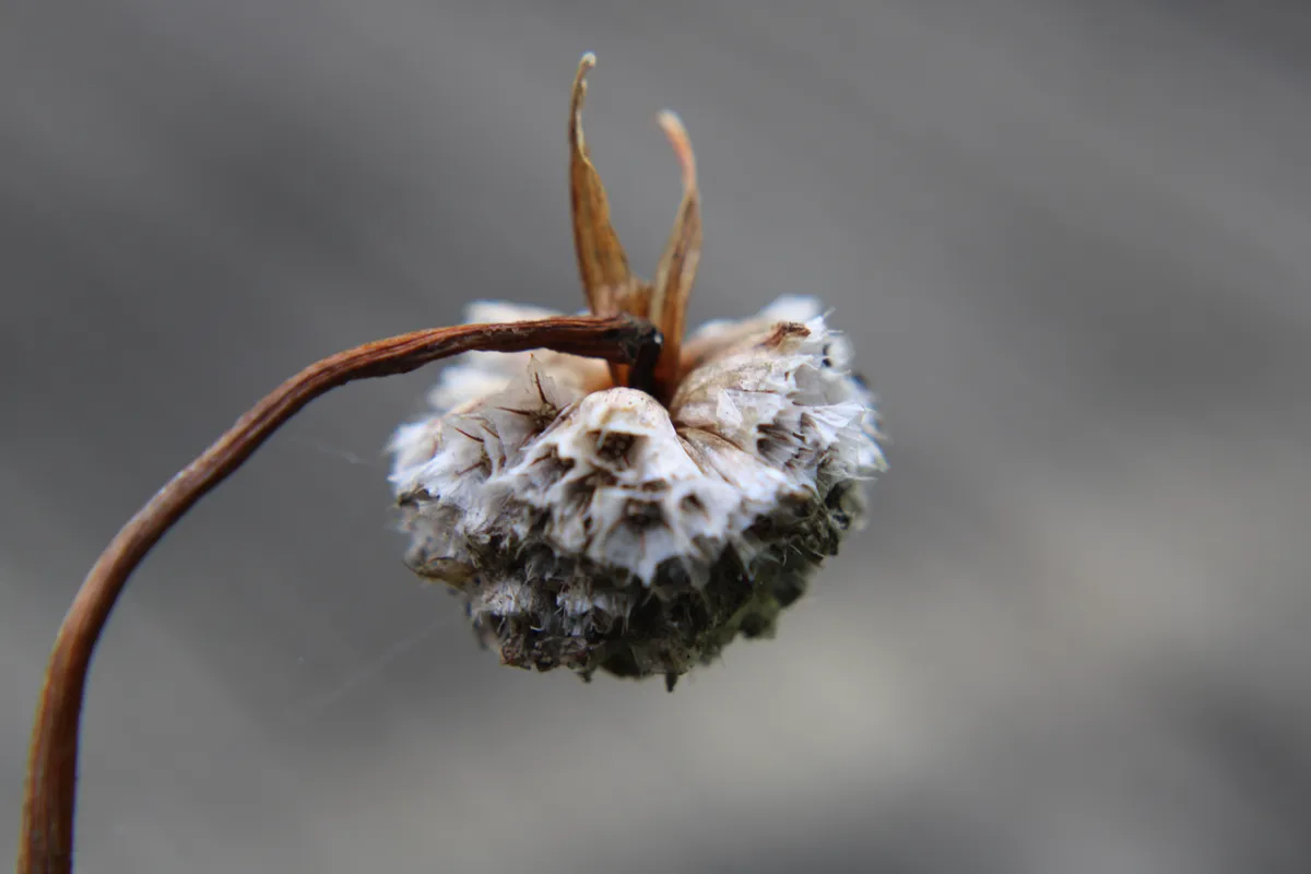 Photo of a dead armeria maritima blossom; a small, globe-shaped flower. This one is brown, the stem is dry and the blossom is drooping, with the top of the flower pointed at the ground.