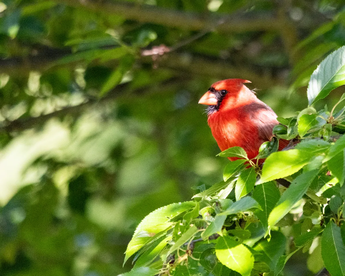 A bright red cardinal sits on a branch of a sakura tree.