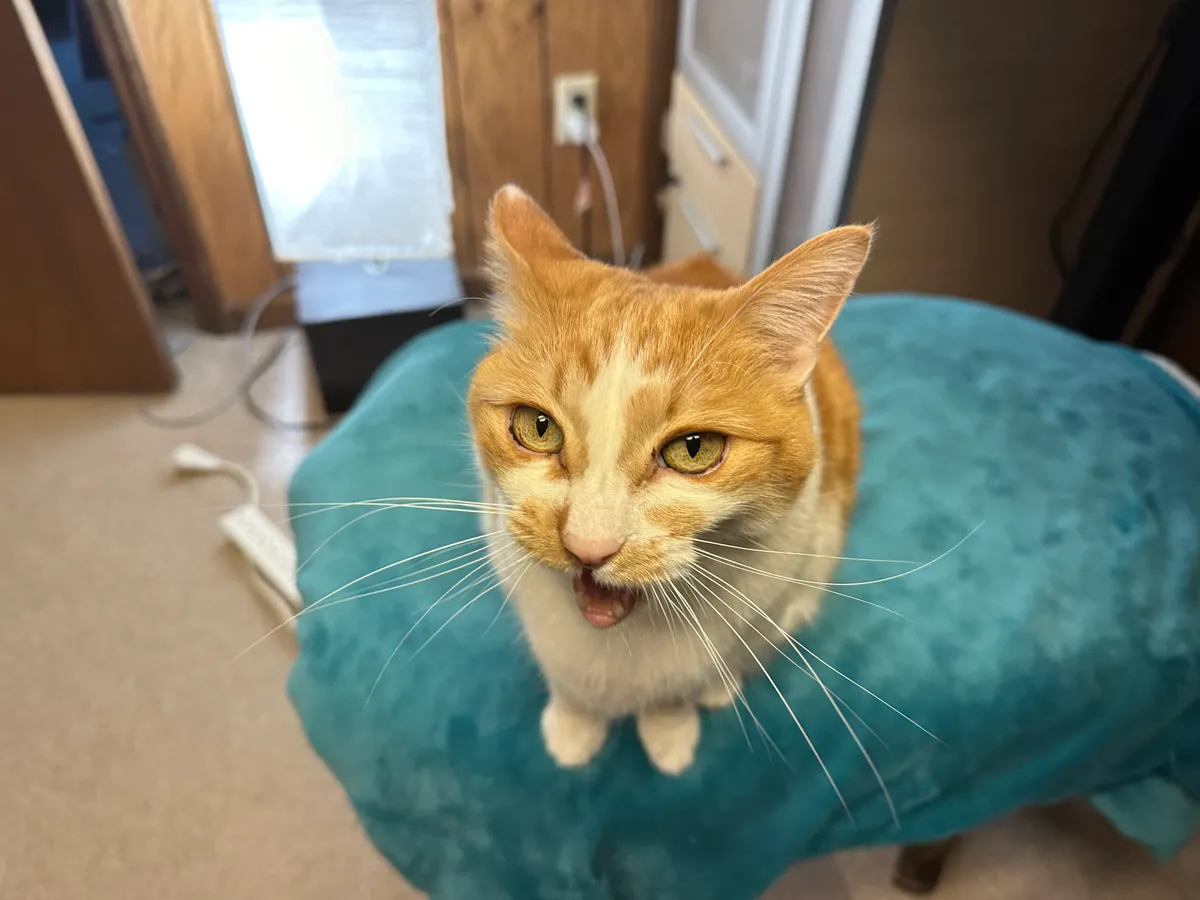 Cato, an orange and white cat, looking at the camera and loudly meowing.