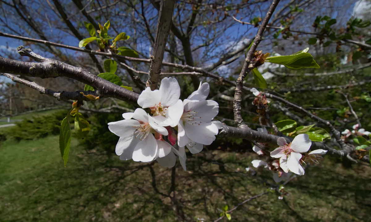 Closeup of a cluster of cherry blossoms on a sakura cherry tree. Blossoms on this tree are very sparse; most have been killed by a late cold snap.