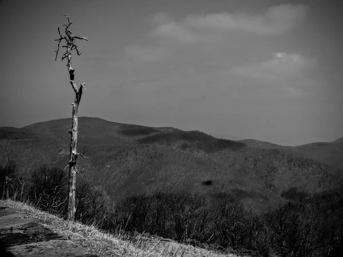 Black and white landscape photograph from the Blue Ridge Parkway. On the left in the foreground stands the trunk of a weathered, very dead tree with practically no branches; those that are left are near the top, and resemble twisted, broken fingers.