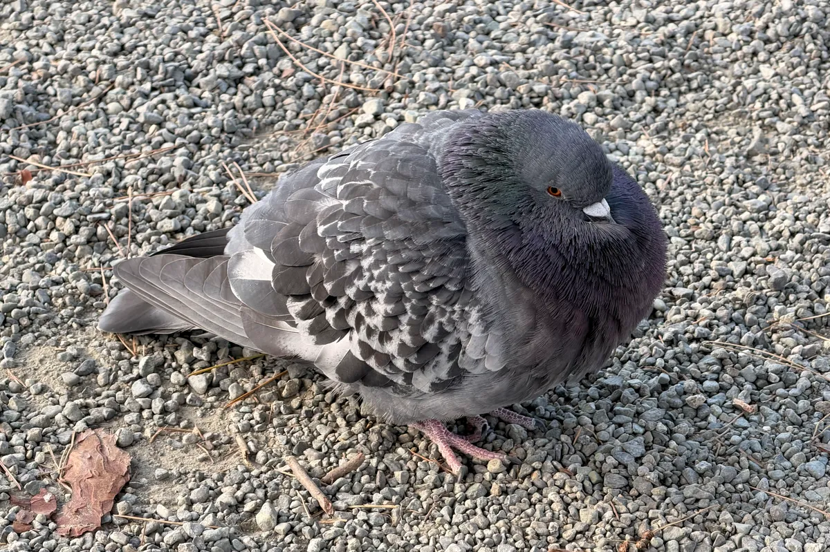 A rock dove (aka pigeon), fluffed up and standing on a bed of gravel; its eye is open but its beak is buried in the feathers of its breast.