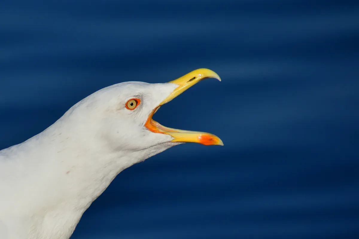 Closeup of a seagull in profile, its beak wide open.