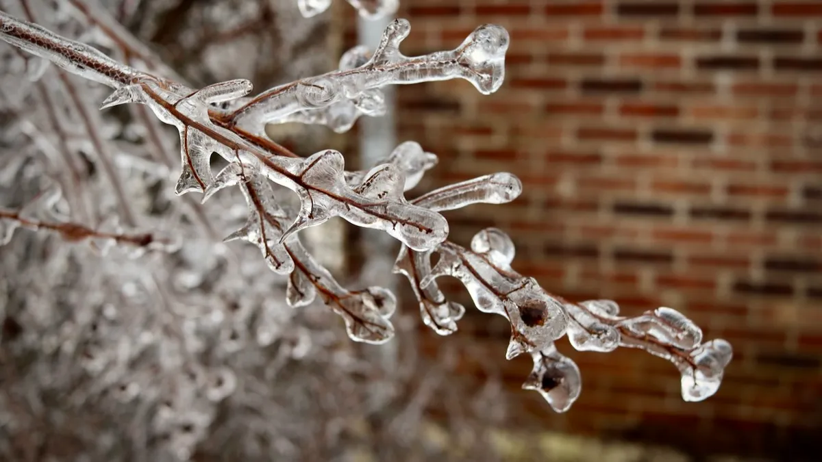 A leafless, flowerless branch covered in ice; the background is a brick wall.