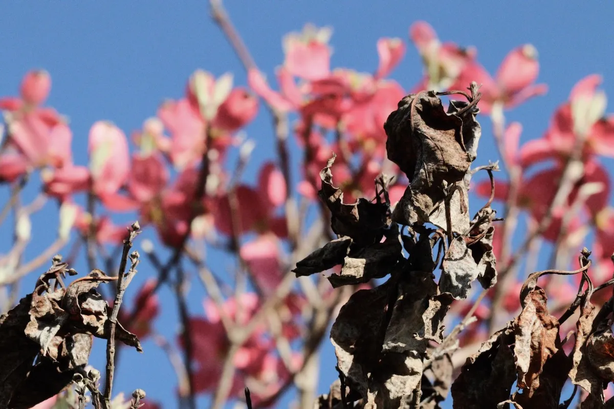 Dead, curled tree leaves still on a branch. In the background, very blurry, you can see pink blossoms on the tree and a bright blue sky.