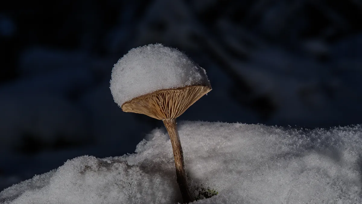 Low angle on a very small, brown, flat-topped mushroom. There's a dome of fresh snow on top of it.