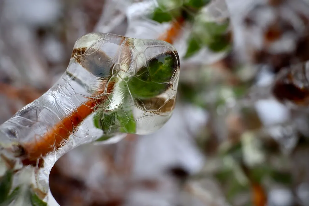 A branch of a shrub with a newly sprouted green leaf; the leaf and the branch are encased in ice