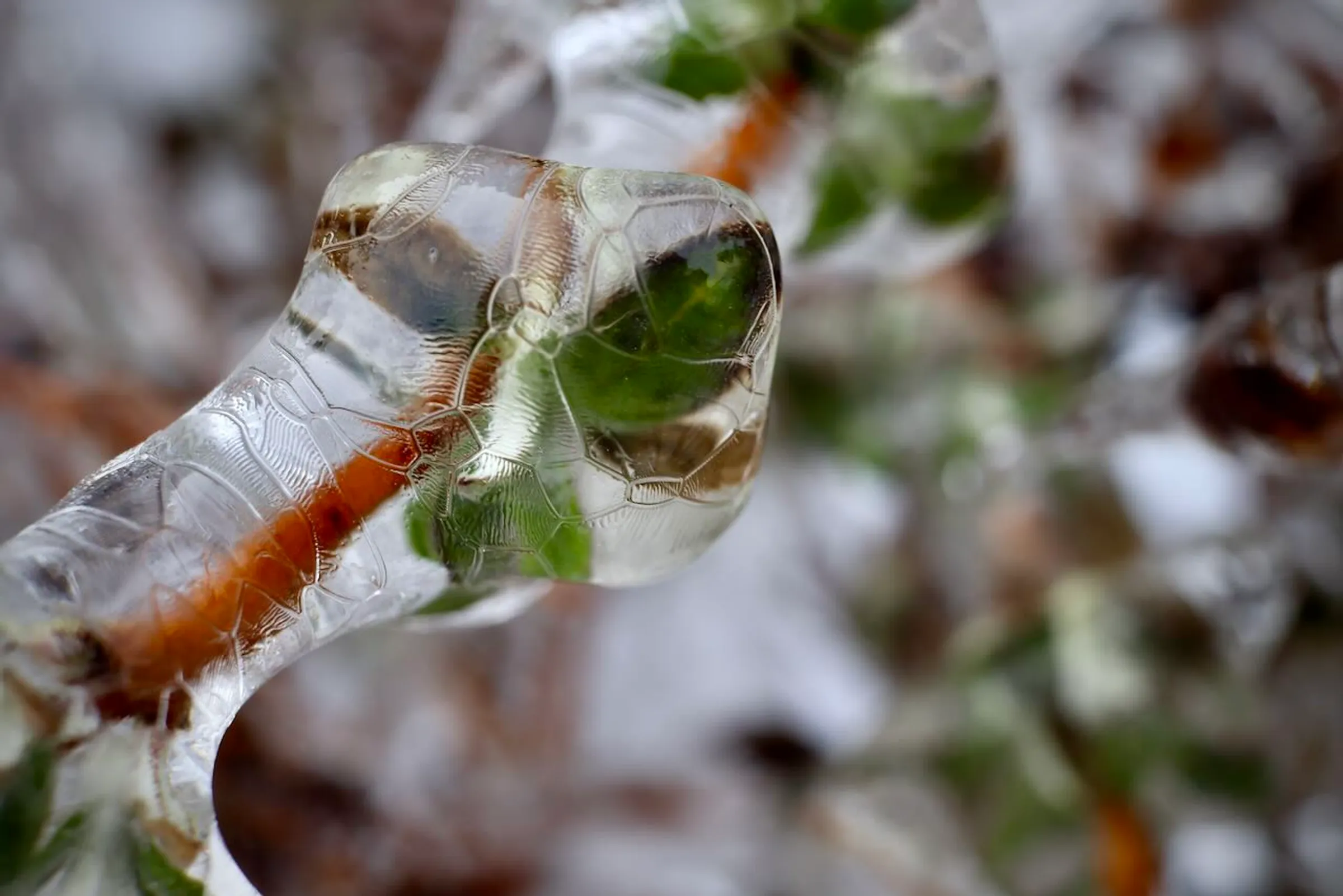 A branch of a shrub with a newly sprouted green leaf; the leaf and the branch are encased in ice