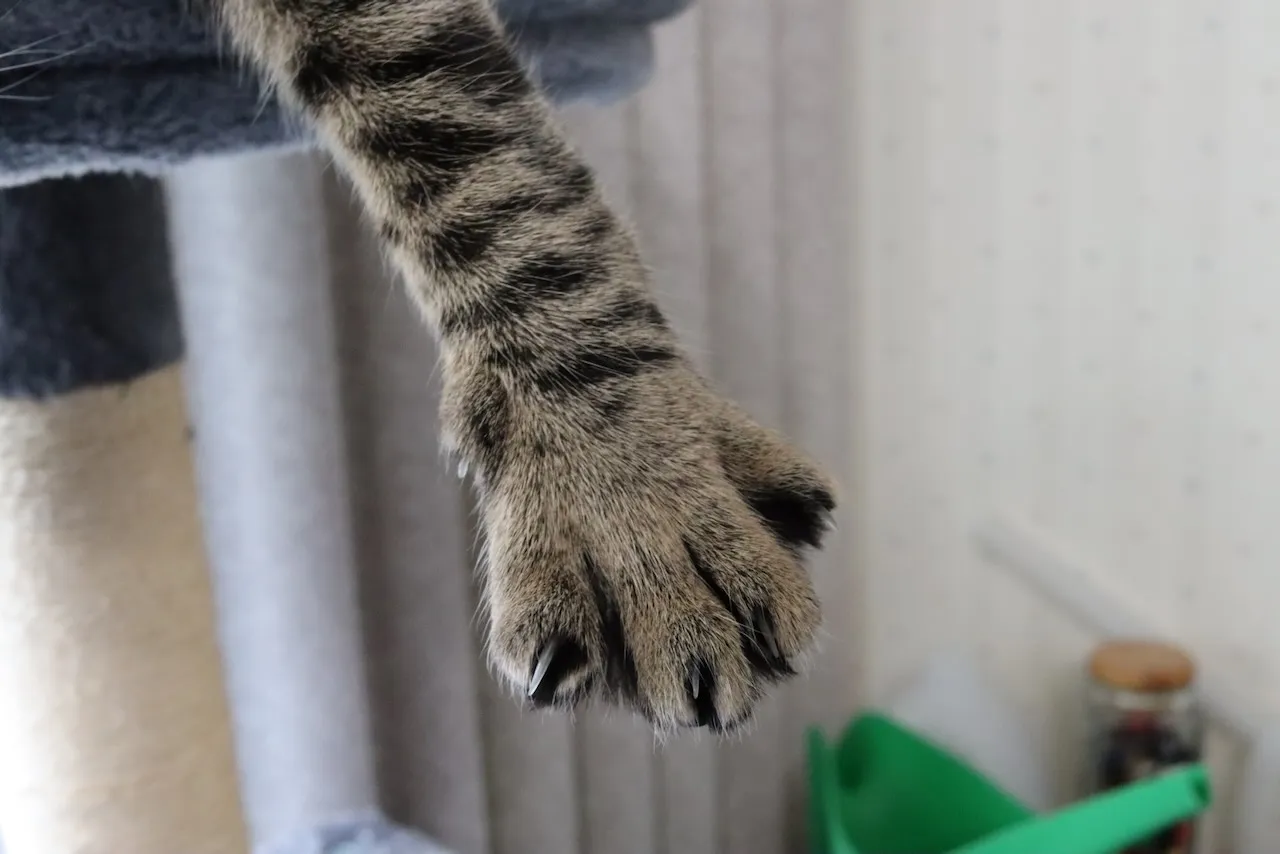 A grey cat's paw dangles from above the frame. You can see one small claw.