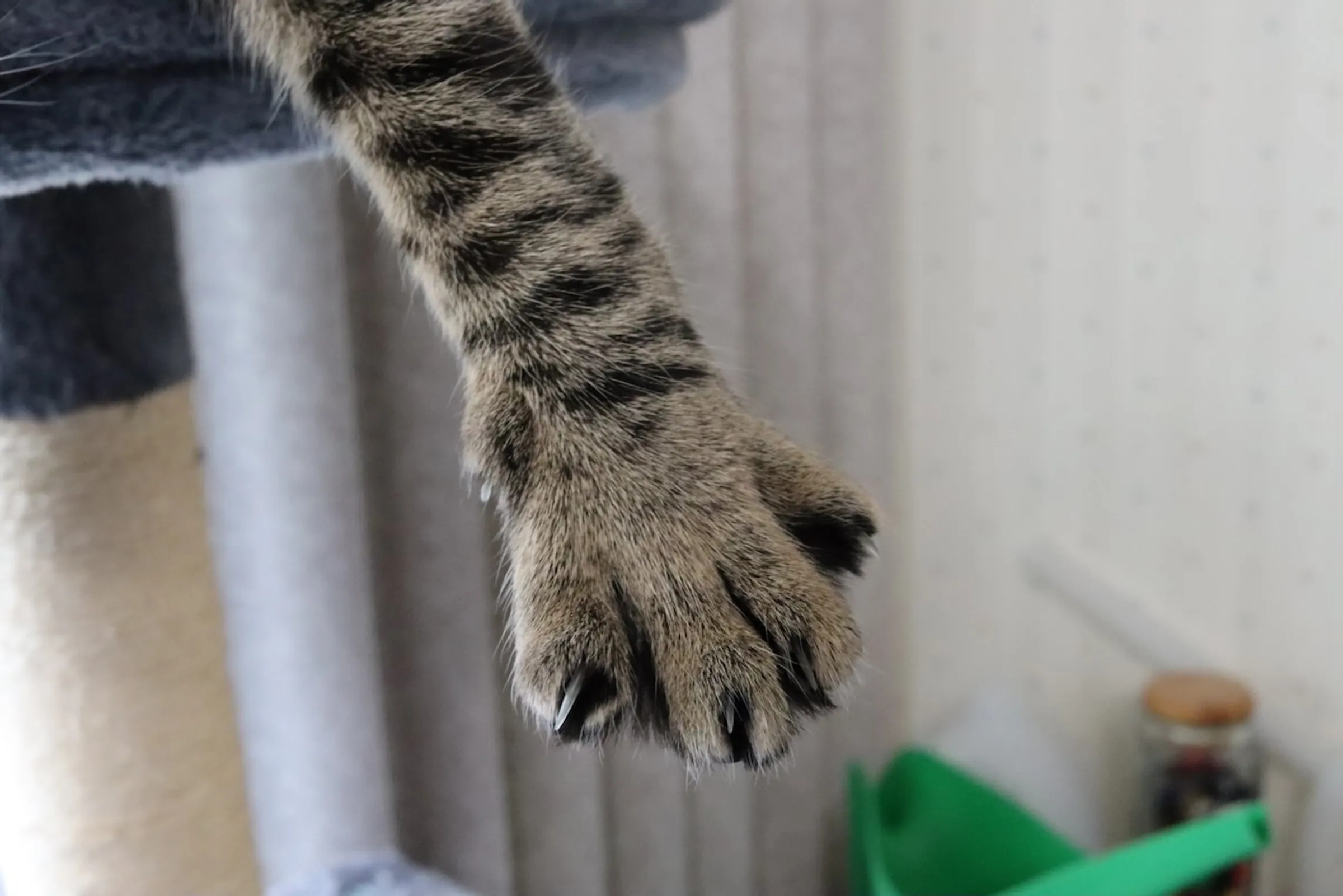 A grey cat's paw dangles from above the frame. You can see one small claw.