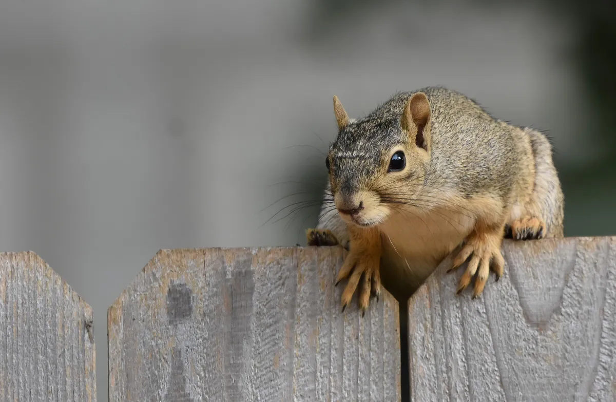 Closeup of a squirrel perched on a wooden fence; it looks like it’s about to take a leap.