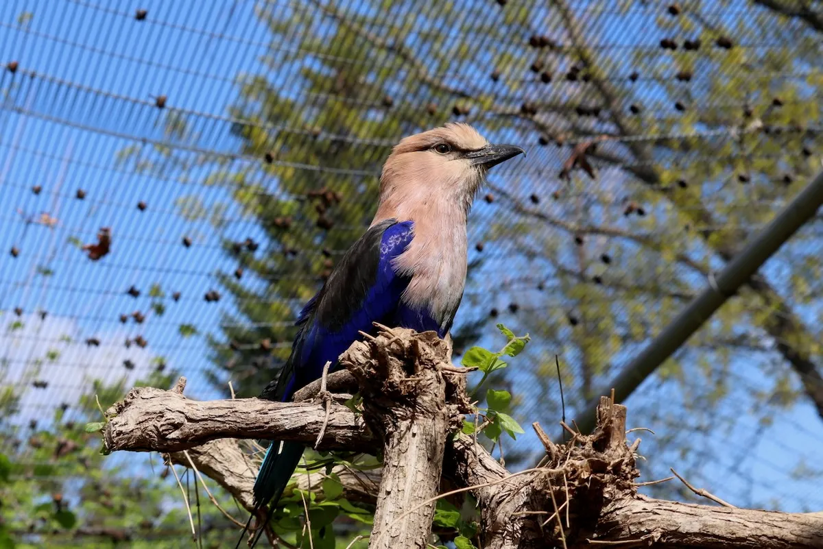 A blue-bellied roller sitting on a dead tree branch in a zoo enclosure. This bird has a white head that's proportionally large for it’s body, which is covered in bright blue feathers.
