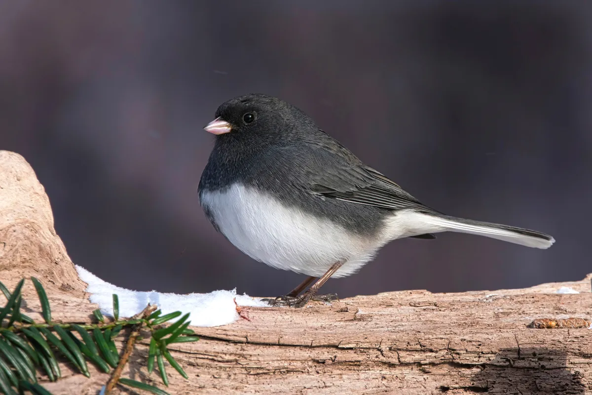 A small bird, grey on the top with a white belly, sits on a branch; a small pile of snow is at its feet.
