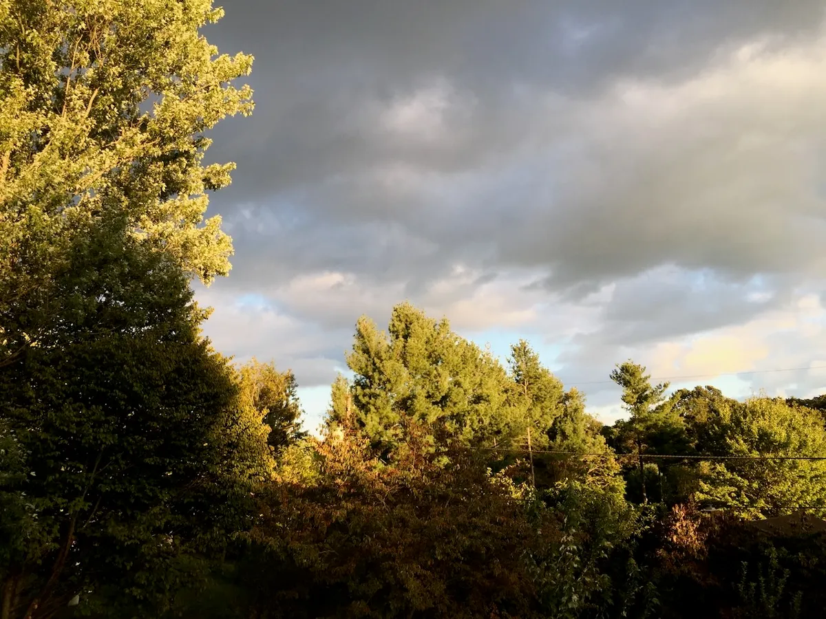 Heavy clouds visible above the tops of trees, which, despite the clouds, are brightly lit by sunlight.